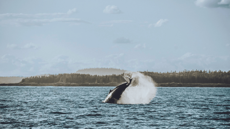 The Bay of Fundy is renowned for its whale-watching opportunities