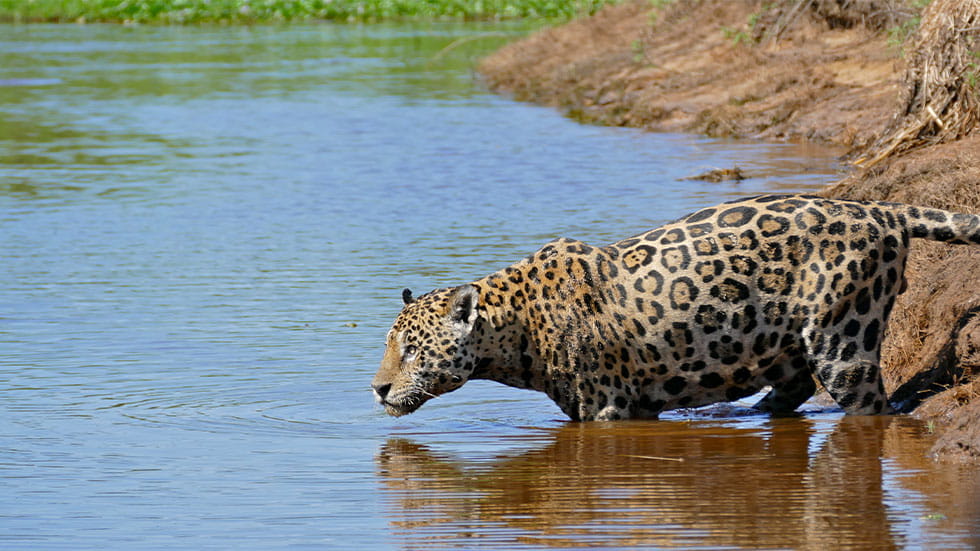 Jaguar in the wild in Brazil