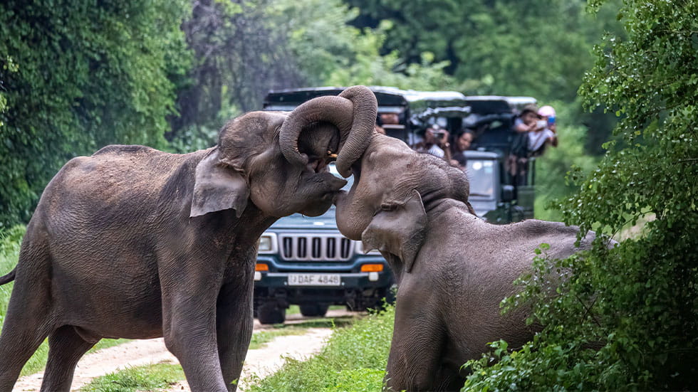 Elephants in the wild in Sri Lanka