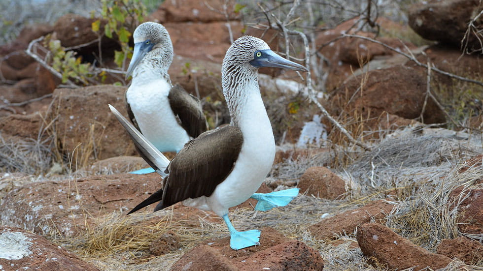 Blue footed boobies in Galápagos Islands