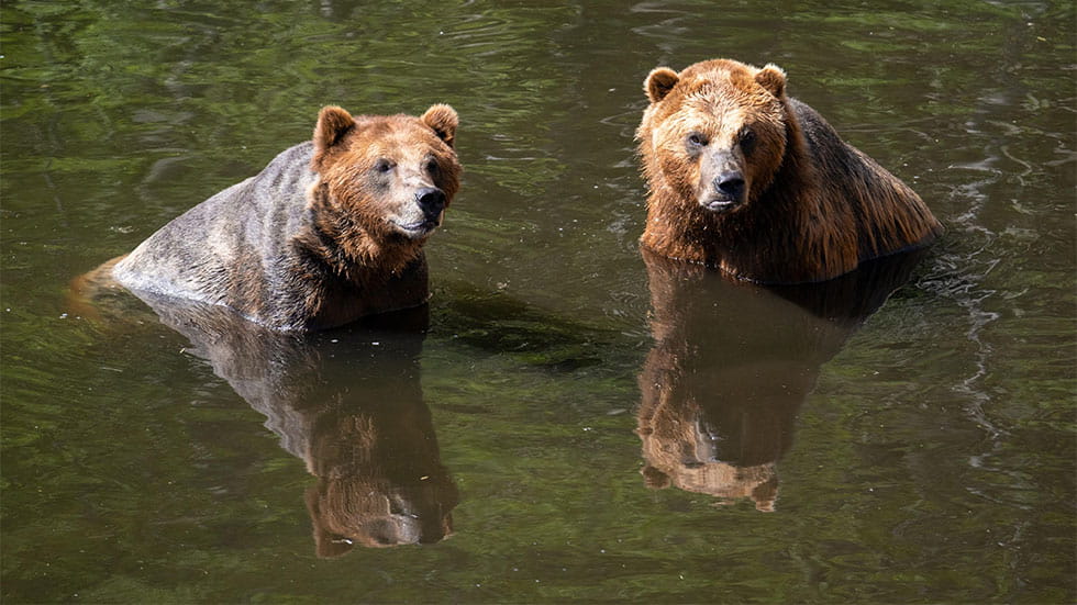 bears in the wild in Alaska