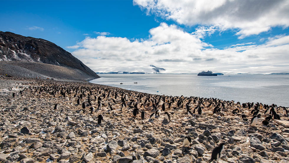 Penguins at a Ponant expedition cruise in Southern Patagonia