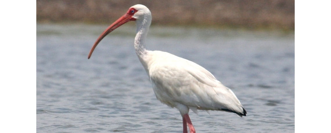 Cape Lookout A White Ibis trawls for its next meal Photo credit National Park Service