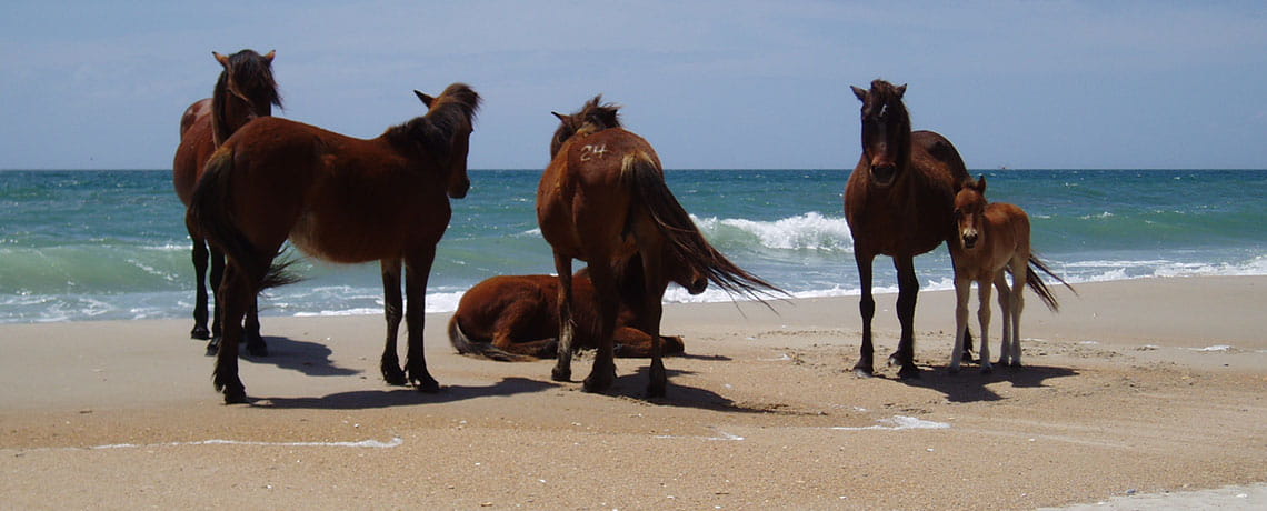 Cape Lookout A harem of wild horses resting on the beach of Shackleford Banks Photo credit National