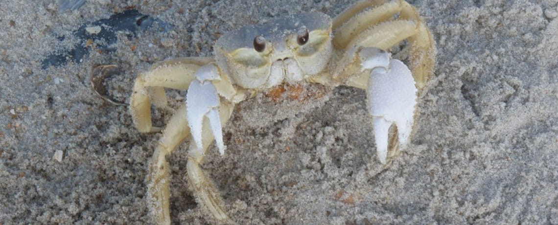 Cape Lookout A popular activity for kids is to follow the tracks of a ghost crab in the sand 