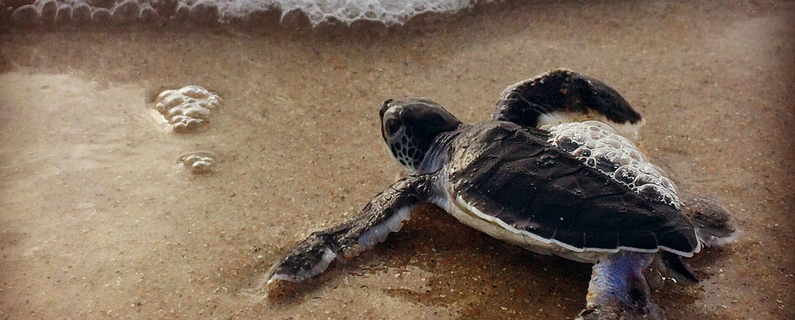 Cape Lookout Green sea turtle hatchling ehading to sea It can grow to 700 pounds Photo credit Nation