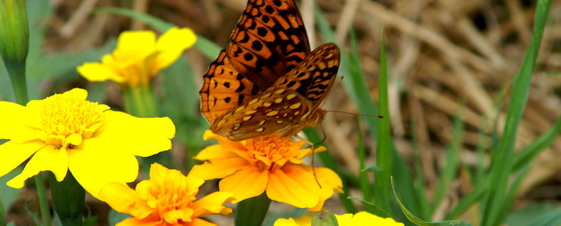 A butterfly rests on a flower along the Carver Trail, a self-guiding loop through woodlands, across streams, and along a tallgrass prairie. Photo credit NPS Photo
