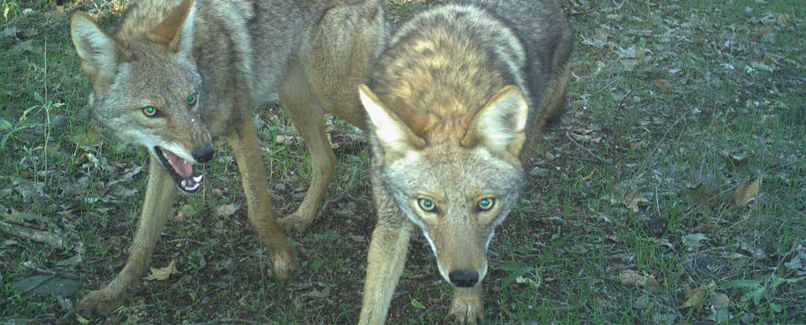 WDWP Montezuma Castle Dont get this close to coyotes Photo credit National Park Service