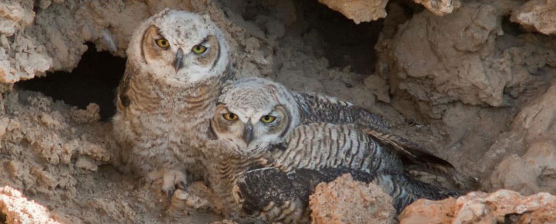 WDWP Montezuma Castle Great Horned Owlets Photo by National Park Service