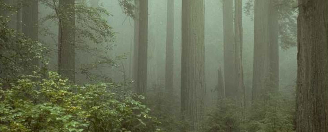 Coast redwoods in fog