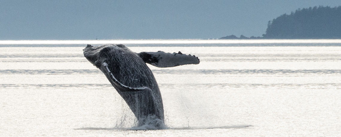 A breaching humpback whale in Frederick Sound, Alaska