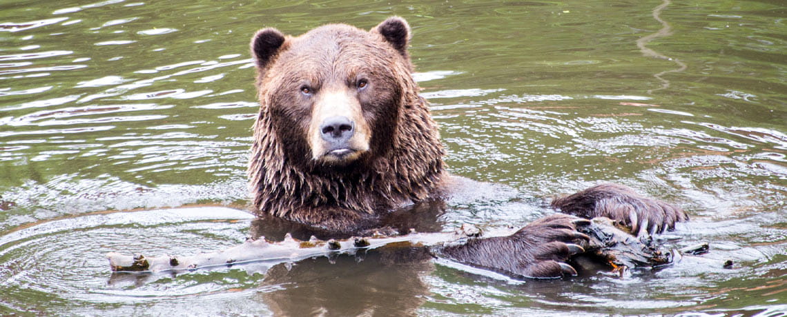 A bear in water in Sitka, Alaska