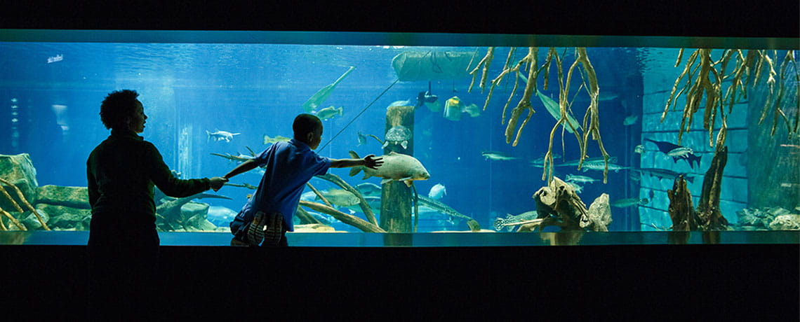 Tennessee Aquarium, Chattanooga, Tennessee