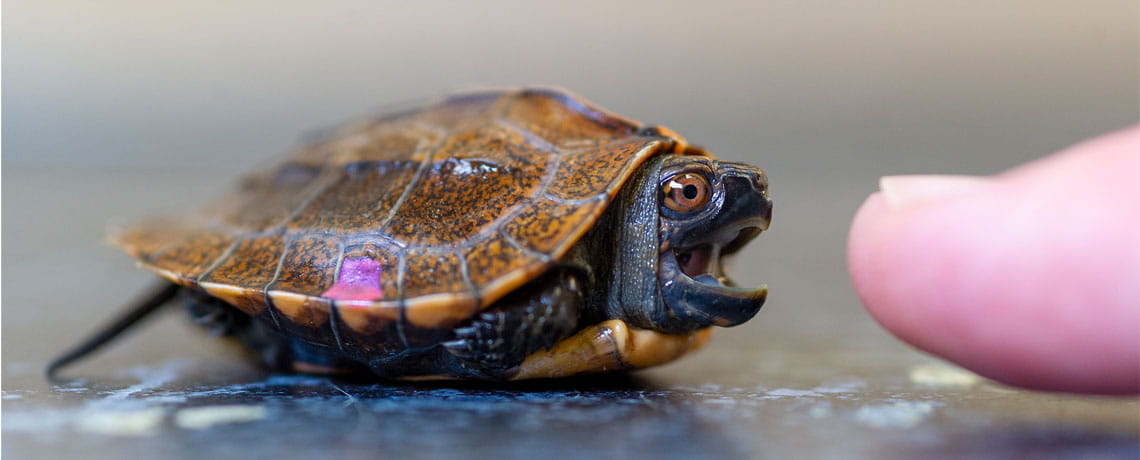 Endangered turtle at Tennessee Aquarium, Chattanooga, Tennessee