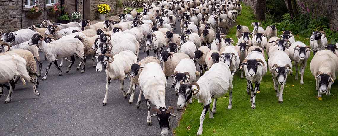 A drove of sheep on a road in the village of Thwaitedale in North Yorkshire, England