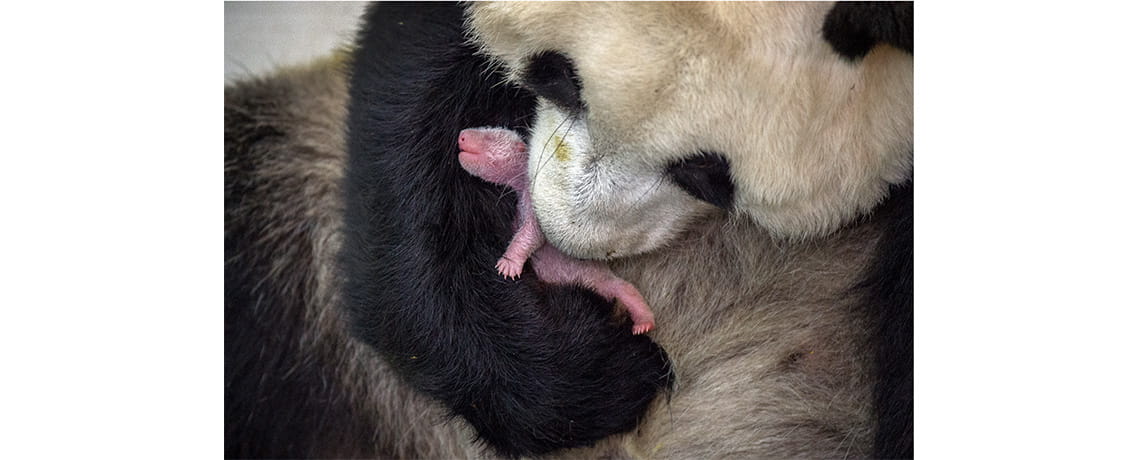Panda and cub
