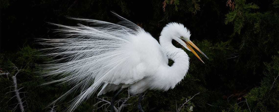 Close up photo of a Great Egrets