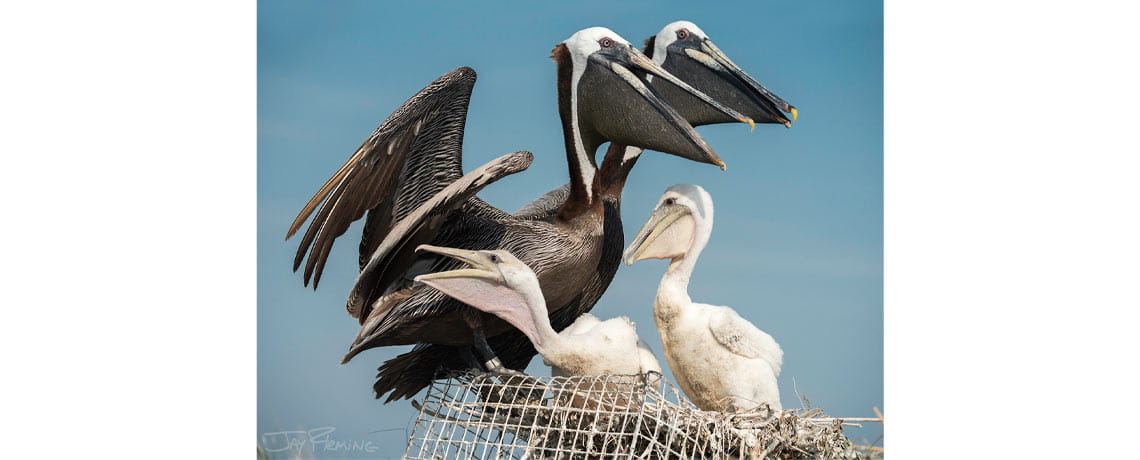 A family of brown pelicans nests on top of an abandoned crab pot 