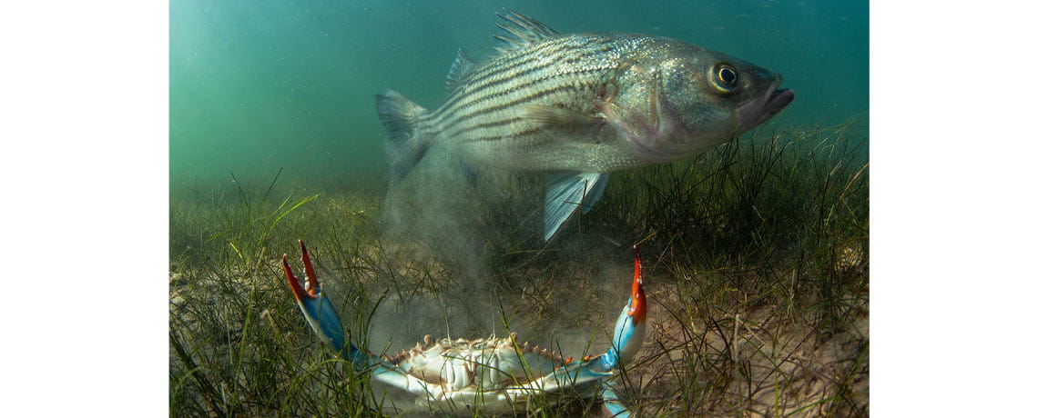 A striped bass and a blue crab face off in a shallow grass bed. 