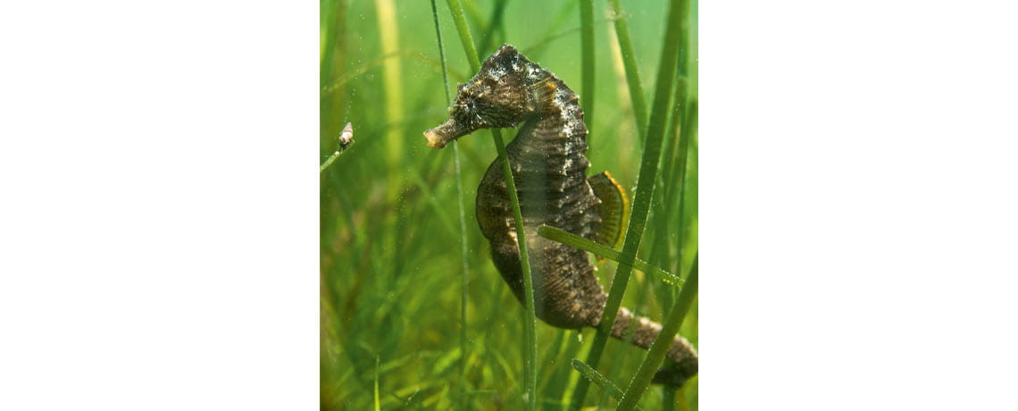 A lined seahorse hides within blades of eel grass. 