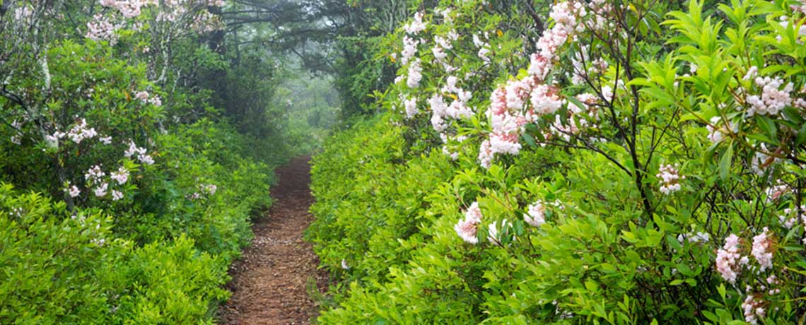 Flowered Path 