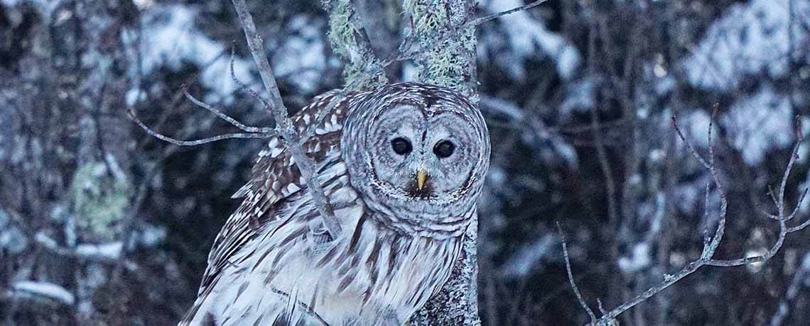 Snow owl voyageurs national park_Abdiel Nieves