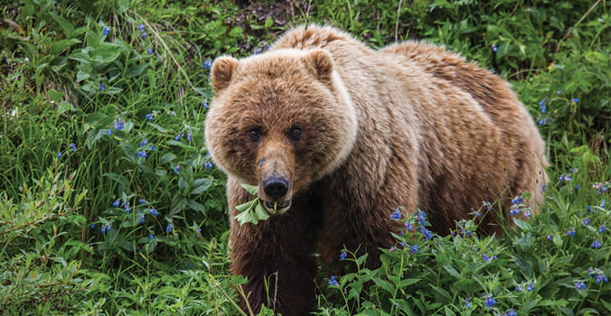 Big brown Alaska bear in field with blue flowers