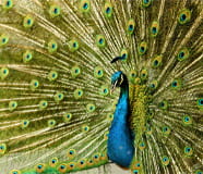 A Peacock Opening His Butterfly