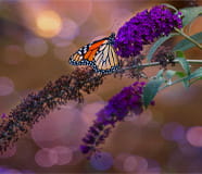 Beautiful Bokeh Butterfly