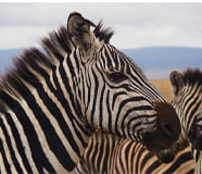 The Profile of a Zebra