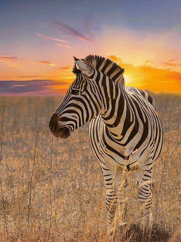 Zebra standing on African plain at sunset