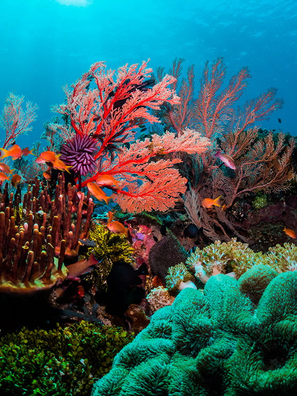 Great Barrier Reef underwater photo
