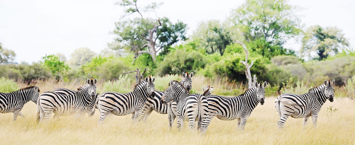 A herd of zebras in Africa