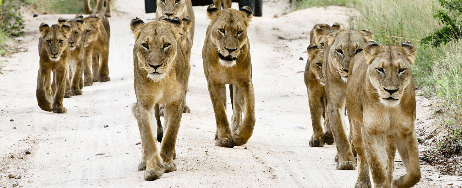 Lions in Sabi Sabii Safari