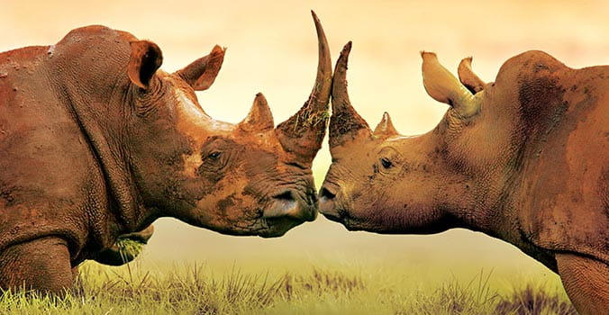 Rhinos face to face in Africa