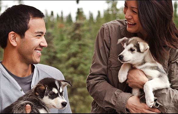 Couple smiling and holding Siberian Husky puppies on vacation tour