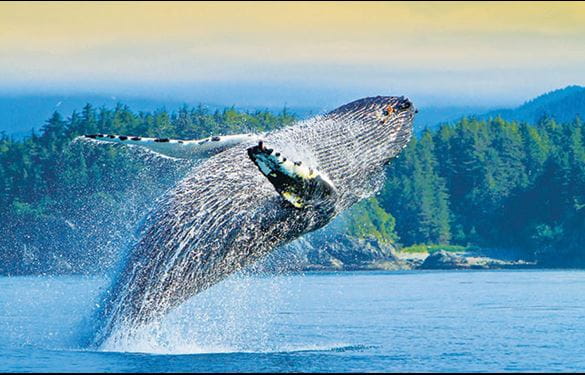 Humpback whale jumping in Alaska waters