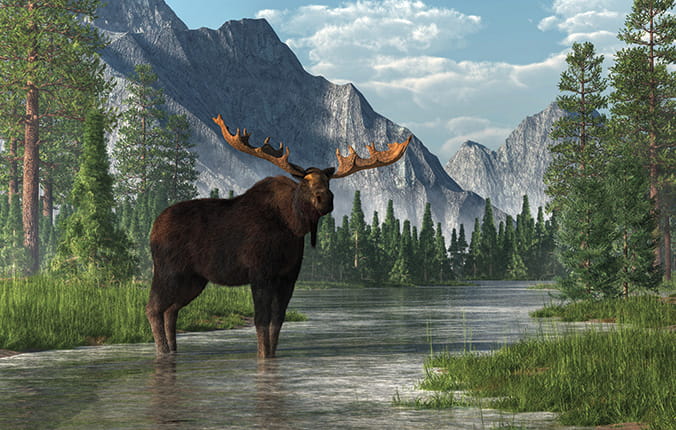 A bull moose stands in the ankle deep waters of a shallow, lazy river that winds its way through a forested valley.  Fir trees and long grass line the banks of the rivers. 3D Rendering