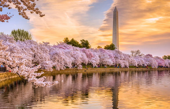 Cherry Blossoms with Washington Monument behind