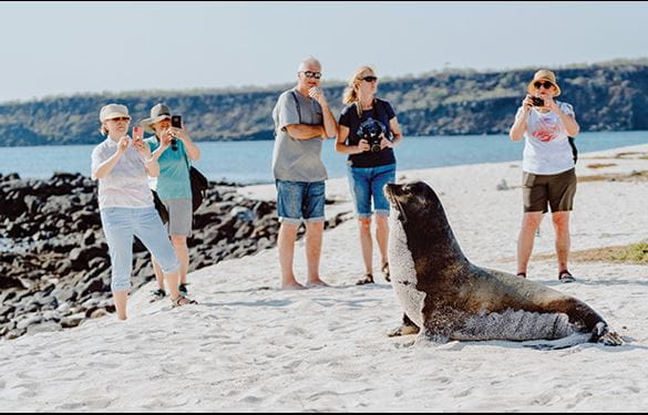 Tourists observing and photographing sea lion