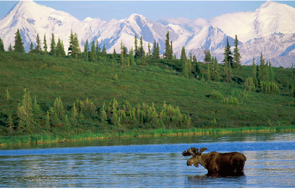 Moose in the water in Alaska