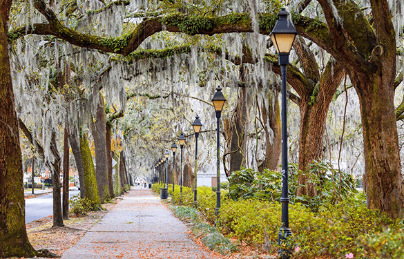 Charleston Tree Lined Street
