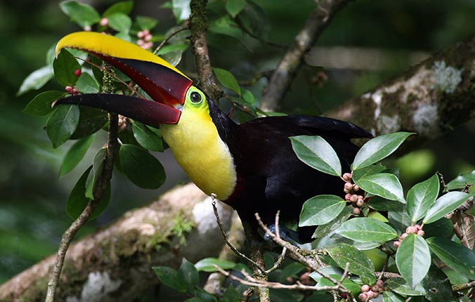 Colorful tropical bird in rain forest 
