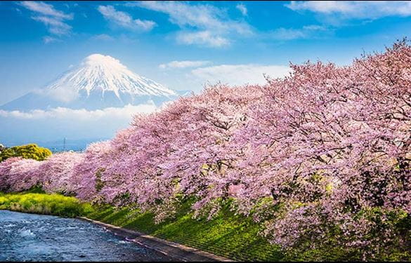 Mt. Fuji, Japan spring landscape and river with cherry blossoms.