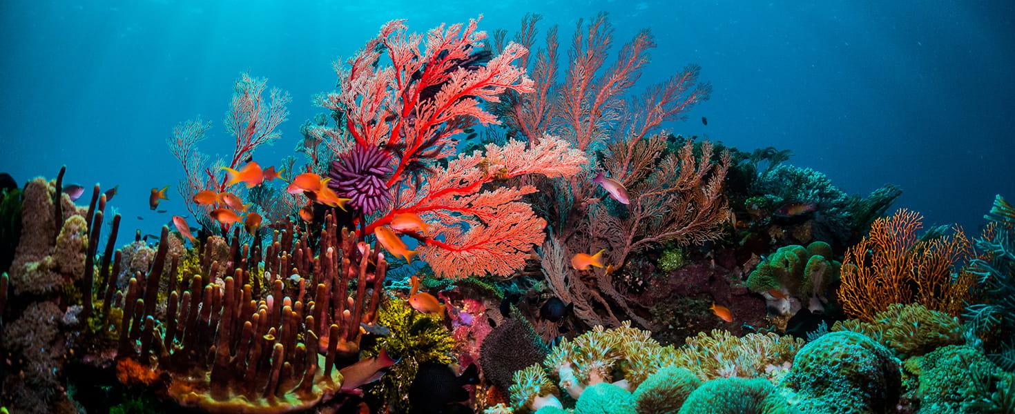 Colorful underwater coral at the Great Barrier Reef