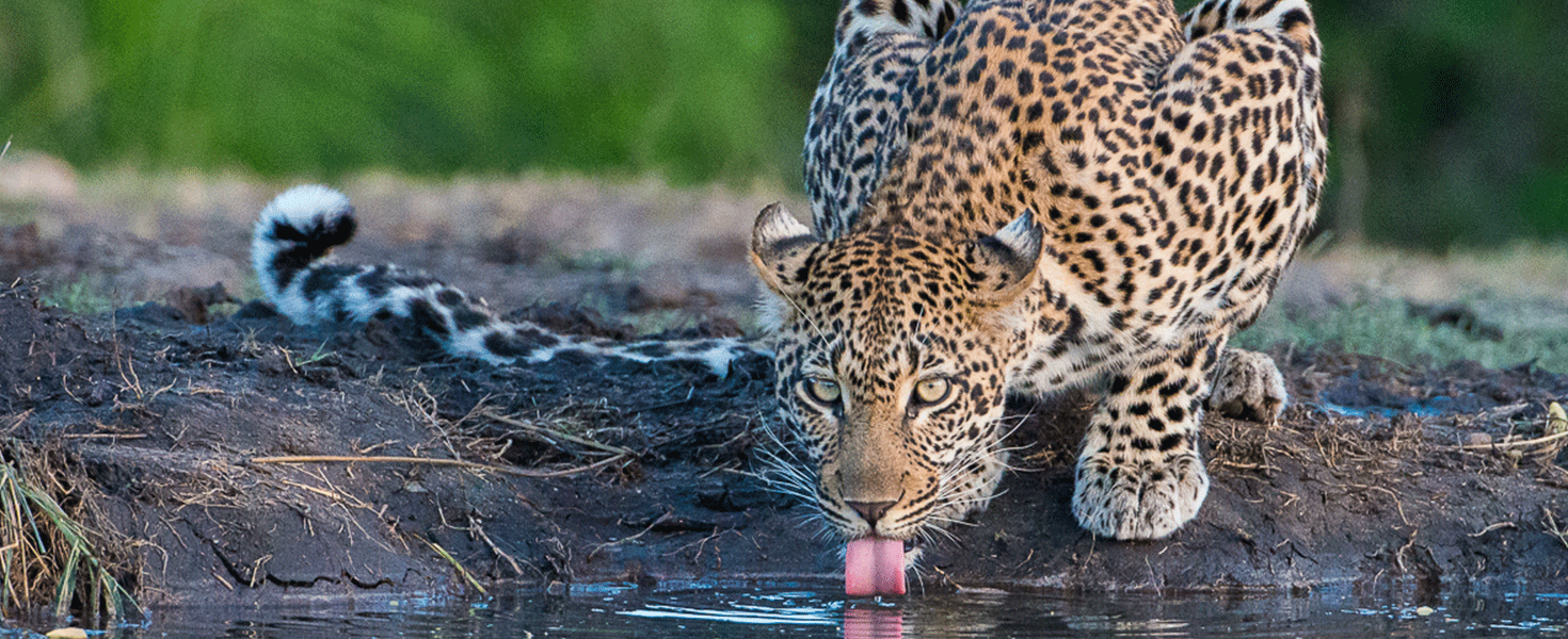 Leopard getting drink