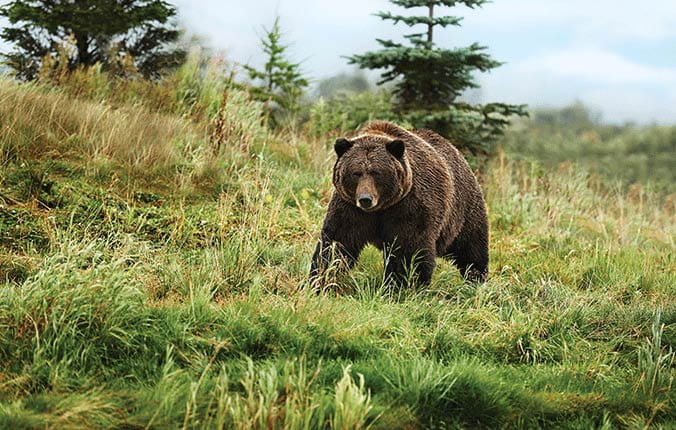 Bear in the Alaska countryside