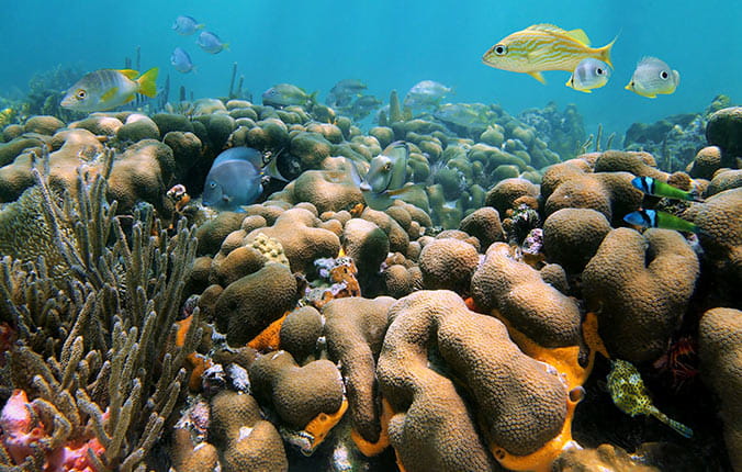 FIsh and Coral in the Caribbean
