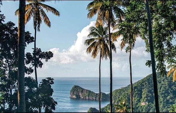 Palm trees lining the shore, overlooking the expansive ocean, providing a picturesque coastal view.