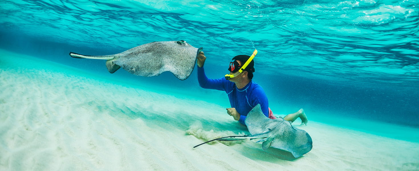Snorkeler playing with stingray fishes